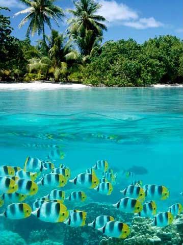 La barriera corallina a Praslin Seychelles